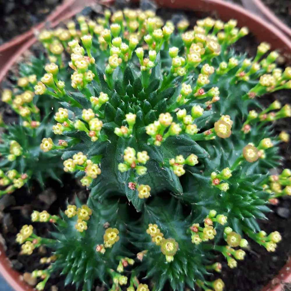 euphorbia suzannae fiore