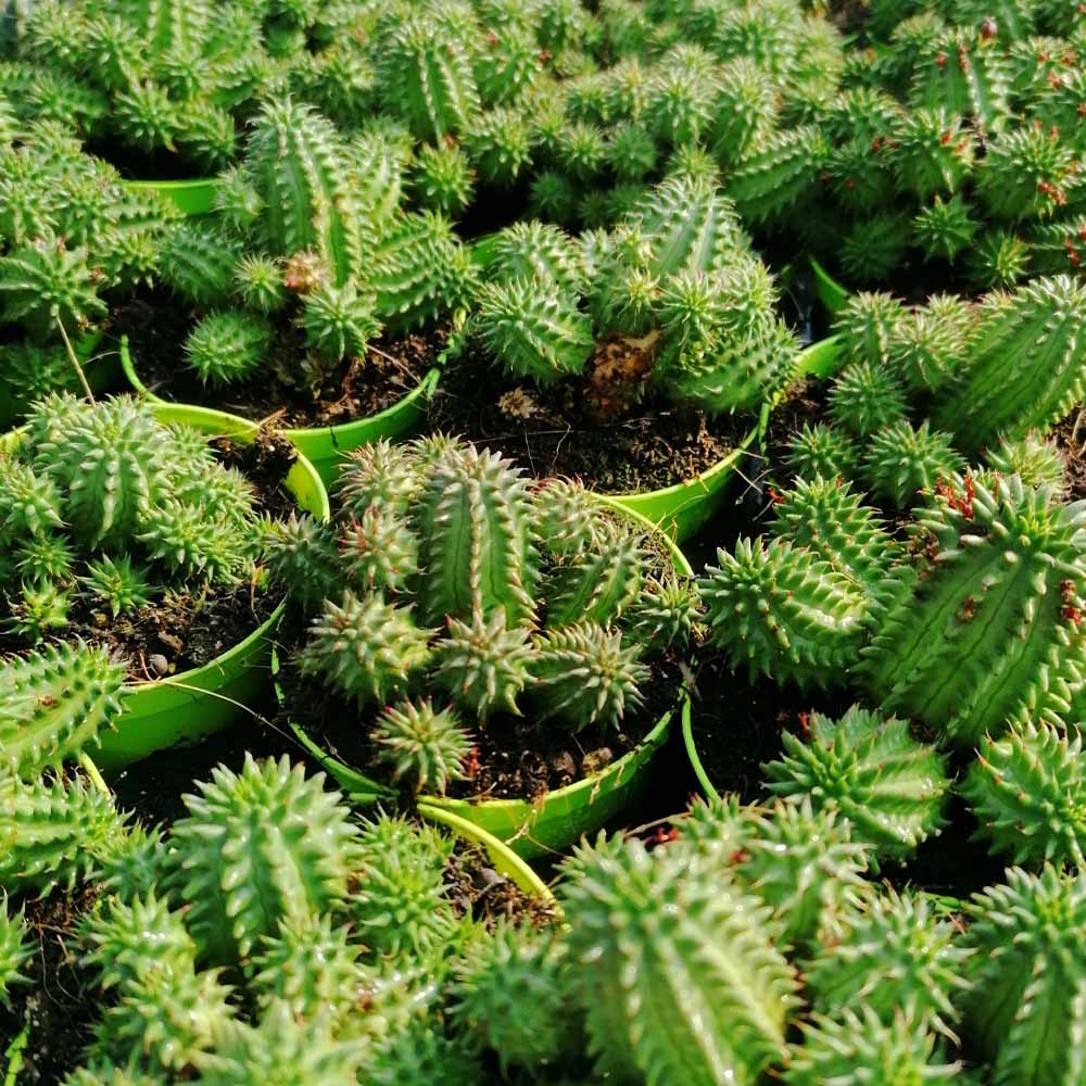 euphorbia suzannae