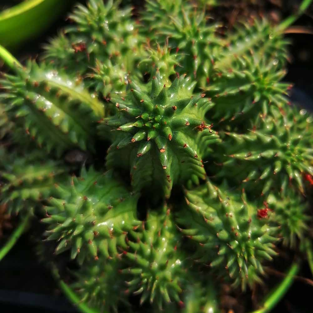 euphorbia suzannae