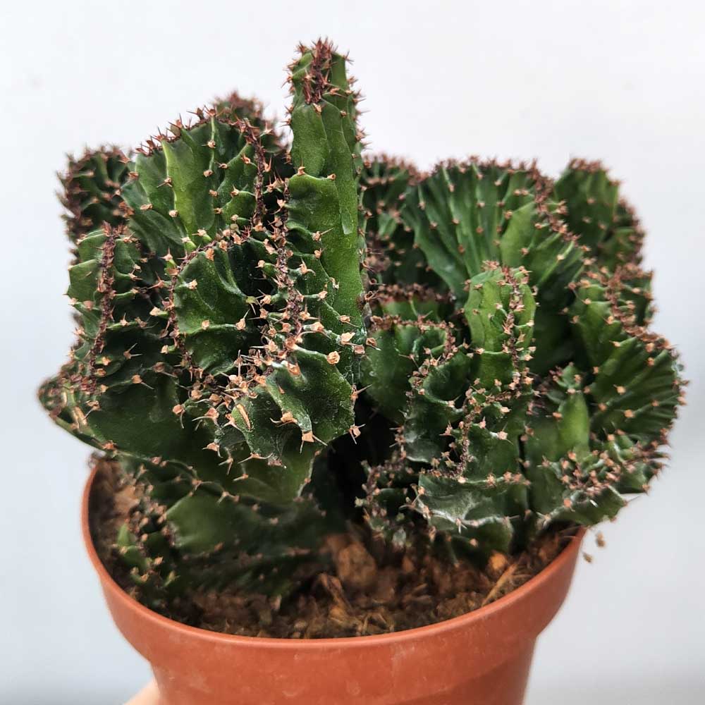 euphorbia triangularis crestata