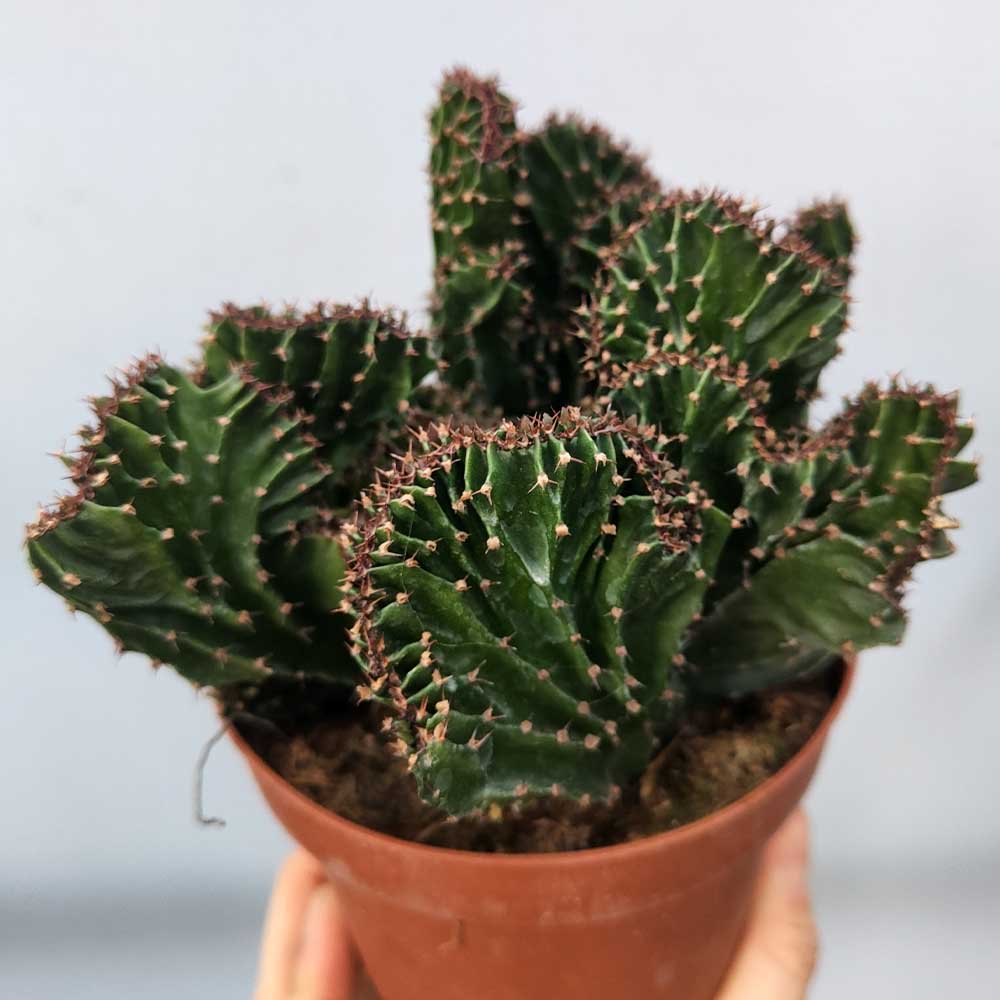 euphorbia triangularis crestata cactus