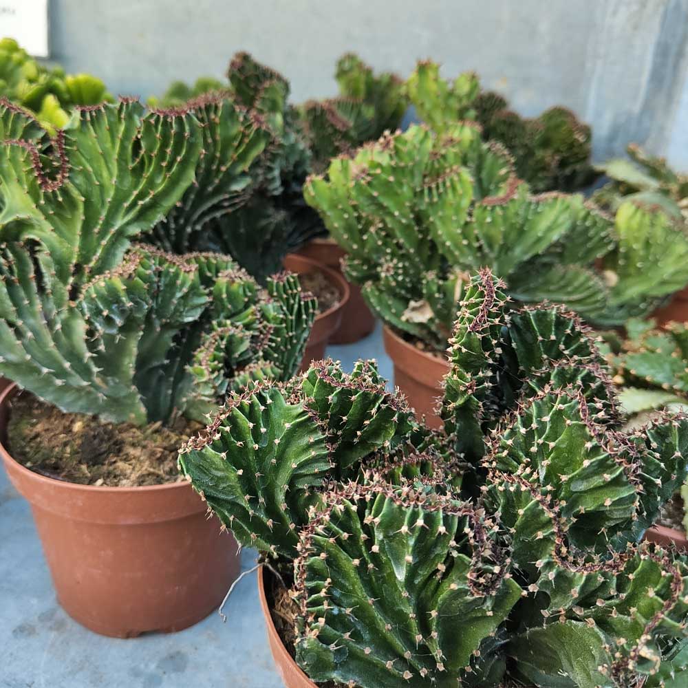 euphorbia triangularis crestata pianta