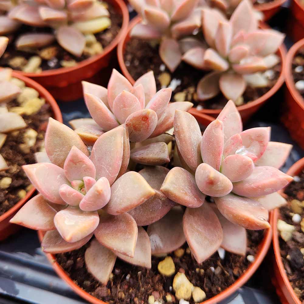 graptosedum vera higgins pianta