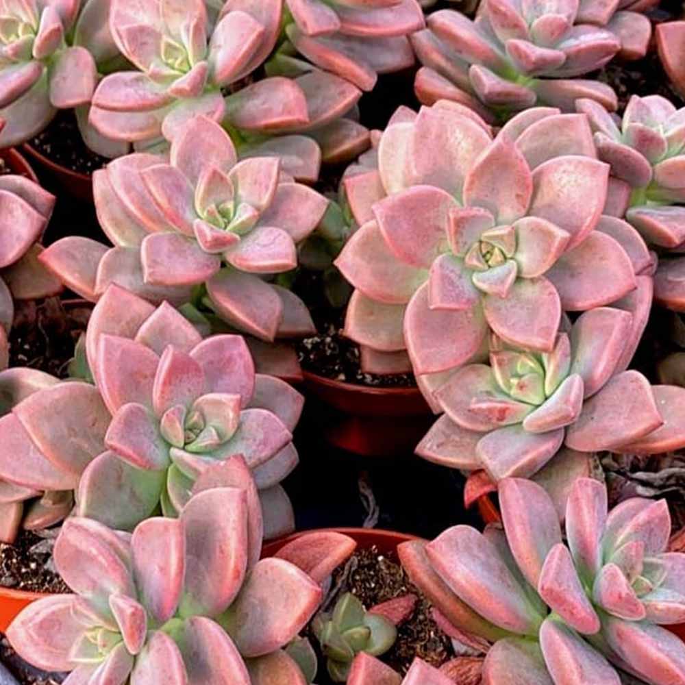 Graptosedum 'Vera Higgins'