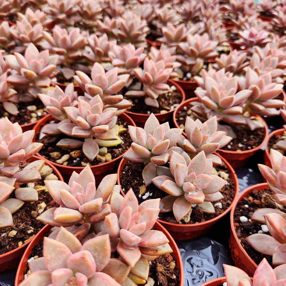 graptosedum vera higgins