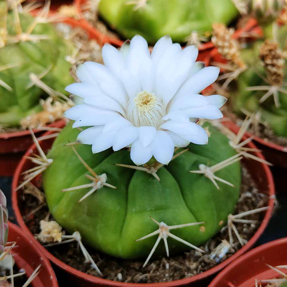 gymnocalycium eurypleurum fiore