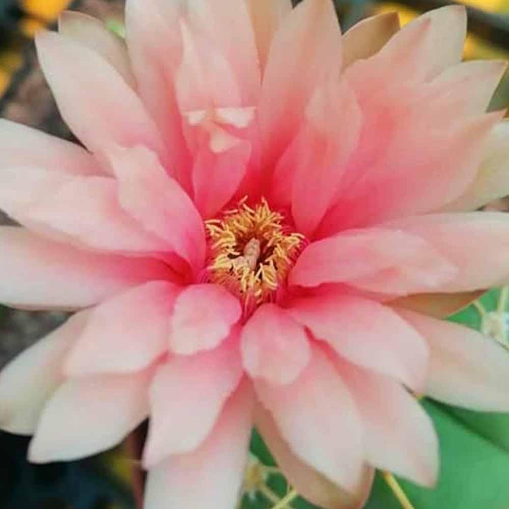 Gymnocalycium horstii fiore