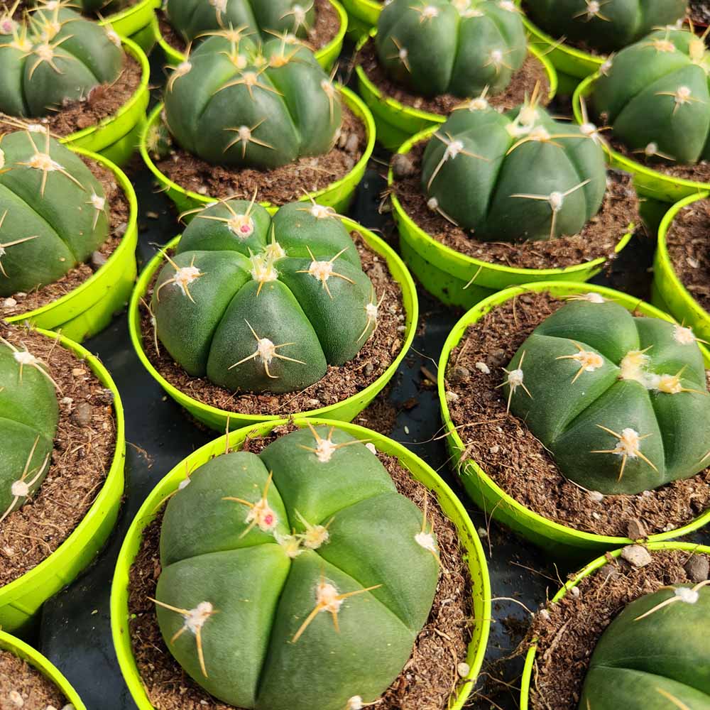 Gymnocalycium horstii pianta