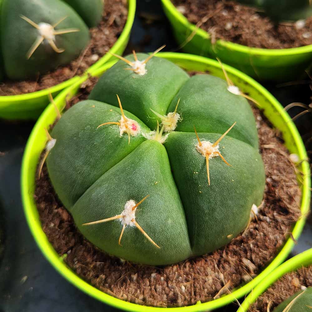 Gymnocalycium horstii