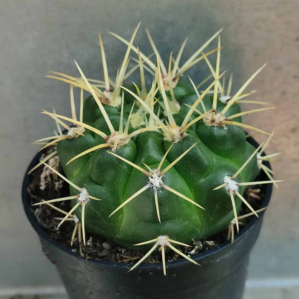 gymnocalycium monvillei