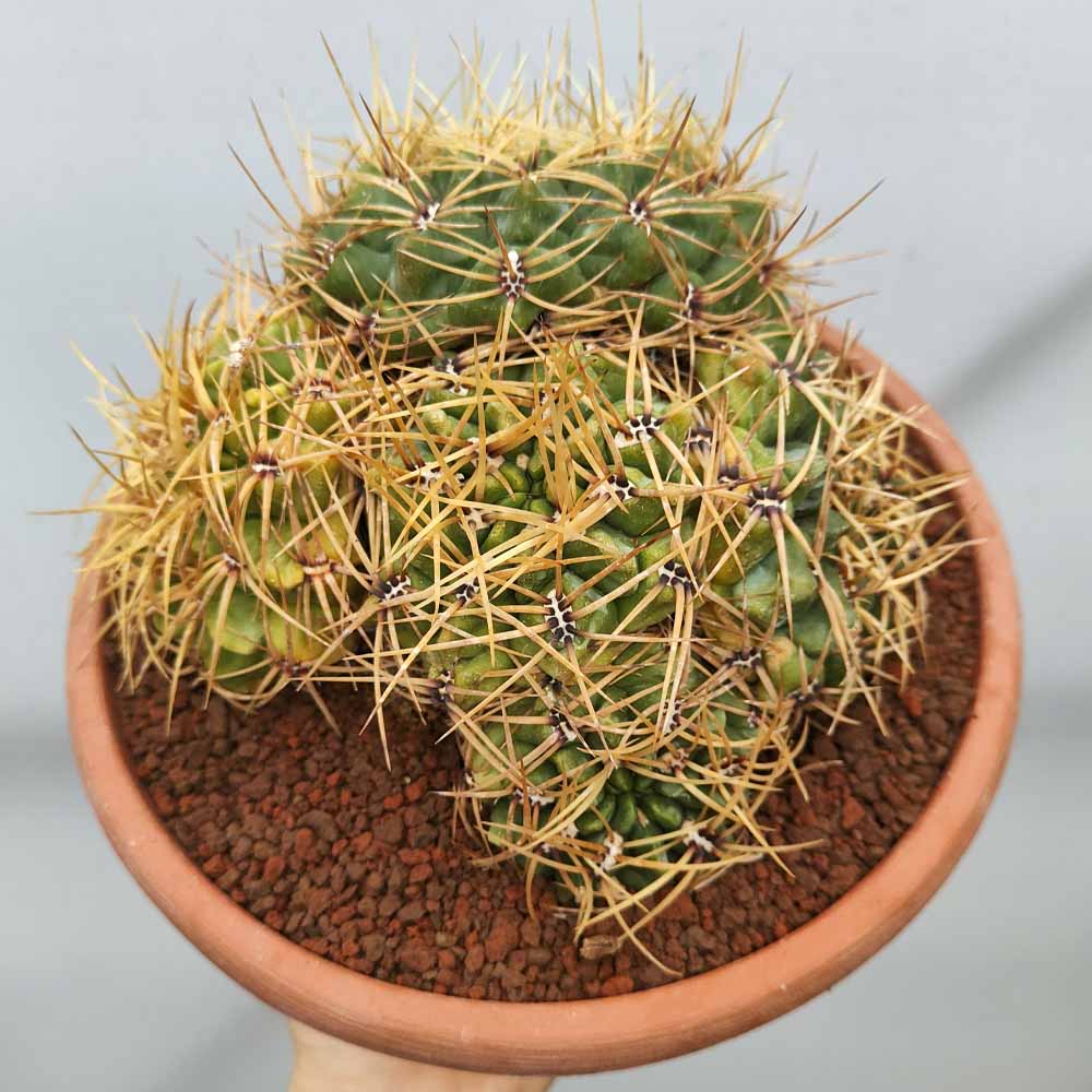 gymnocalycium monvillei