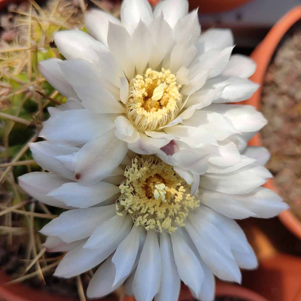 Gymnocalycium monvillei fioritura