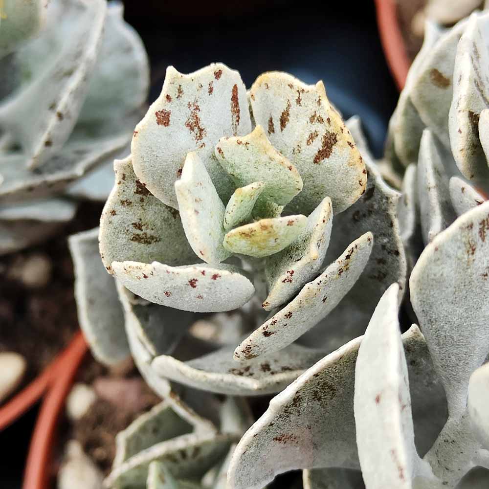 Kalanchoe rhombopilosa