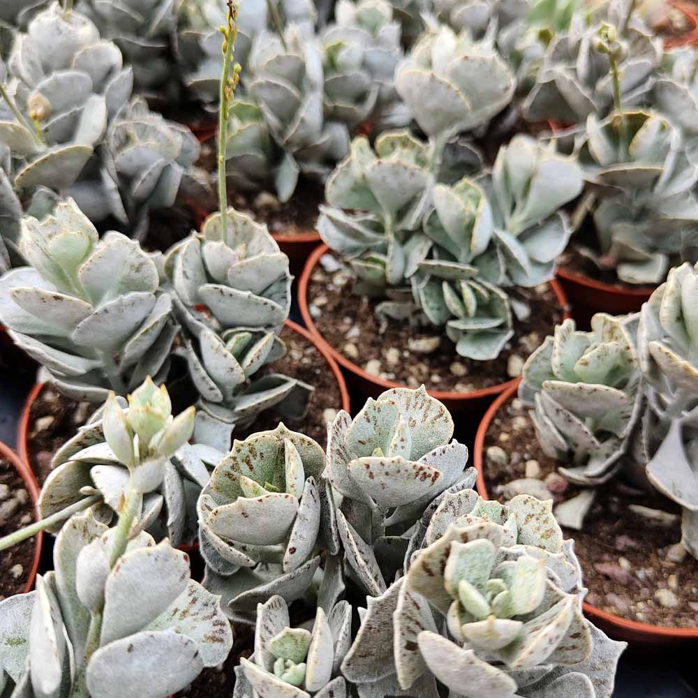 Kalanchoe rhombopilosa