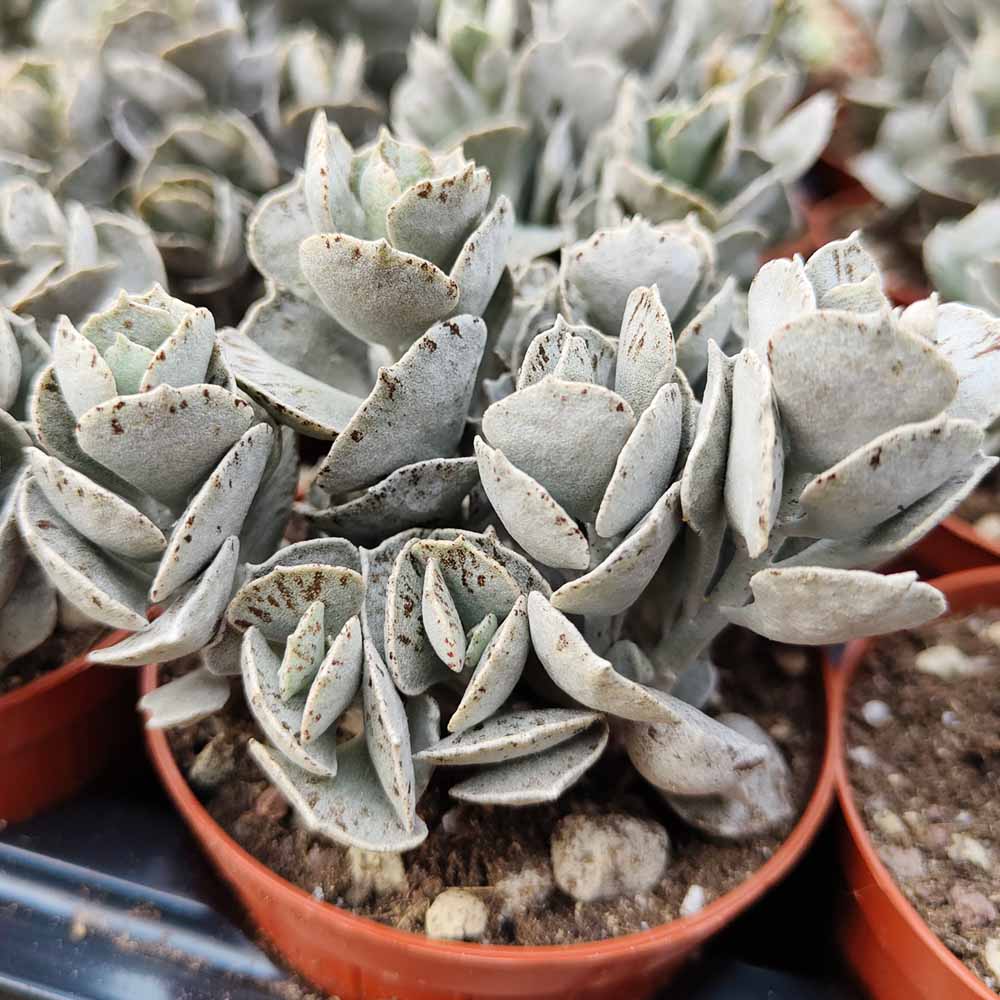 Kalanchoe rhombopilosa