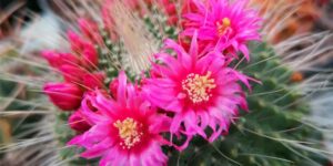 le-piante-grasse-che-fioriscono-in-primavera