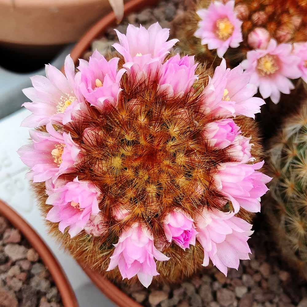 mammillaria carmenae fiore
