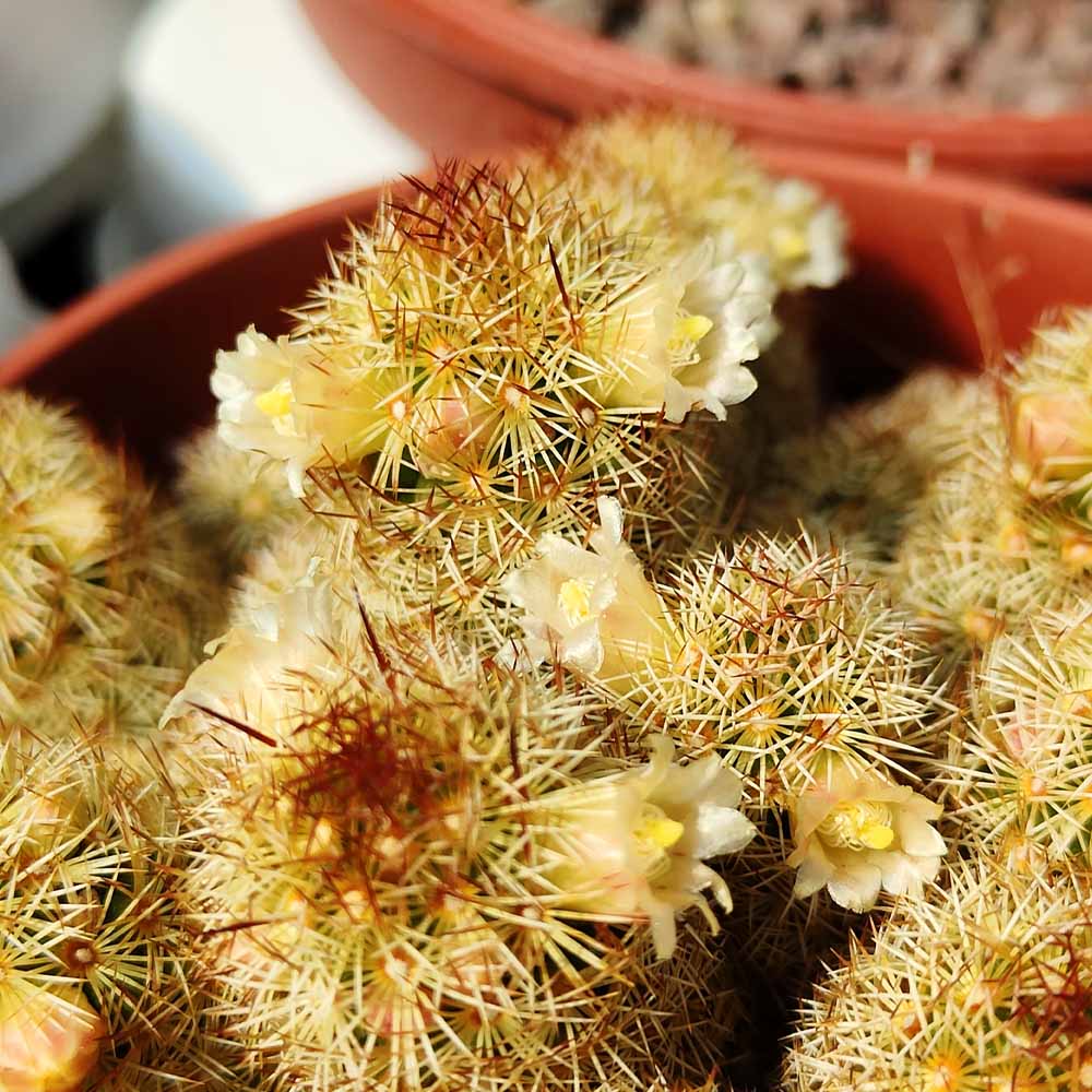 Mammillaria elongata lemon