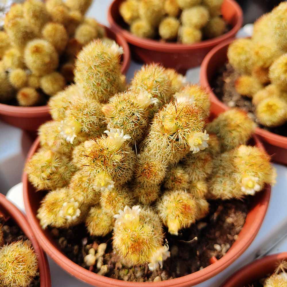 Mammillaria elongata lemon
