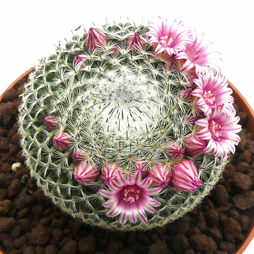 Mammillaria pseudoperbella