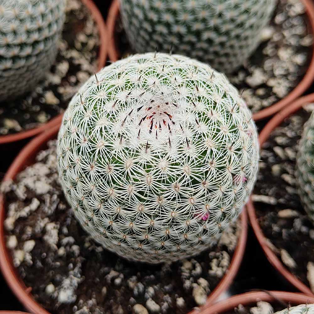 Mammillaria pseudoperbella