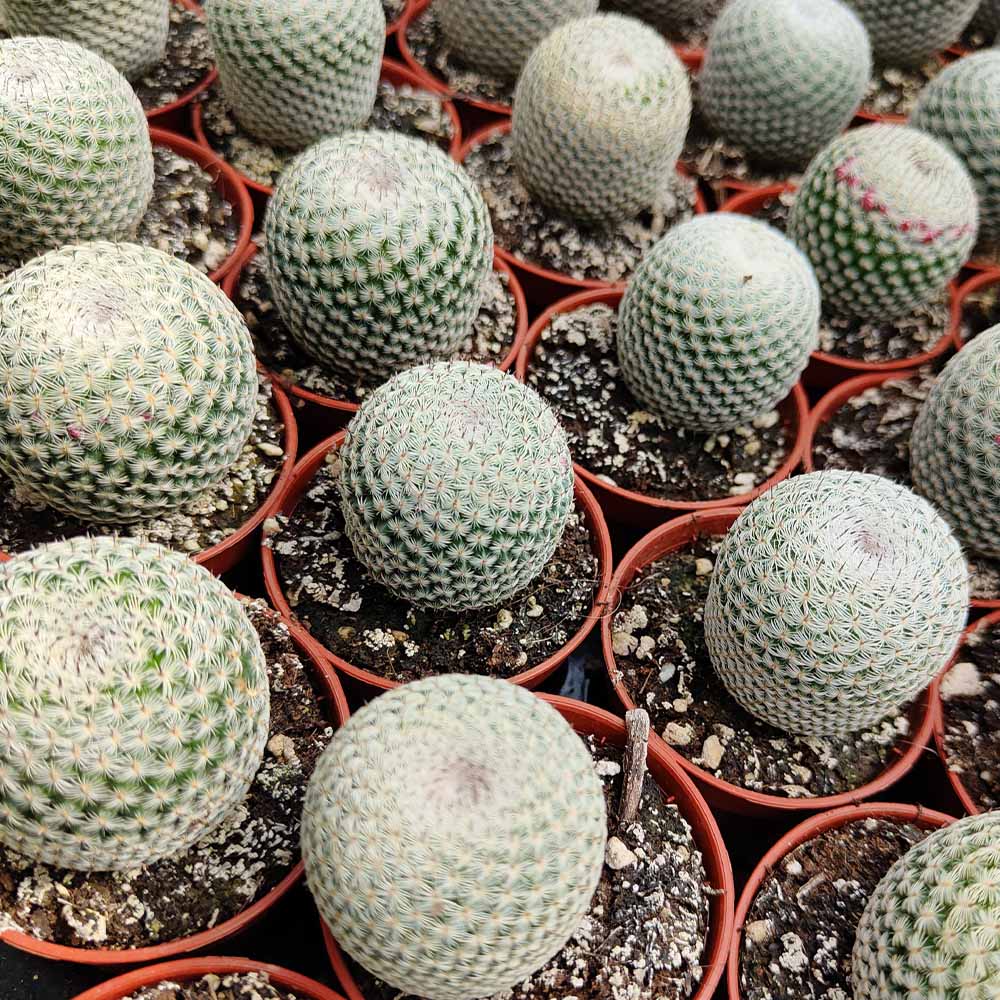 Mammillaria pseudoperbella