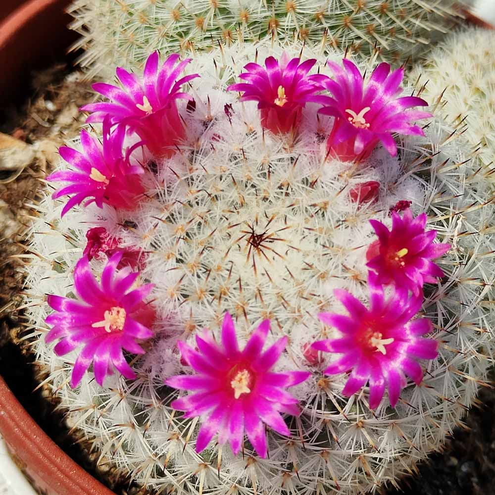 Mammillaria klissingiana