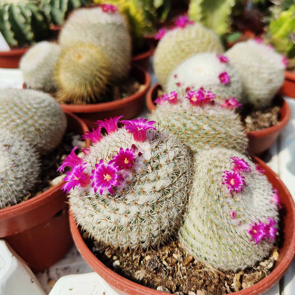 Mammillaria klissingiana