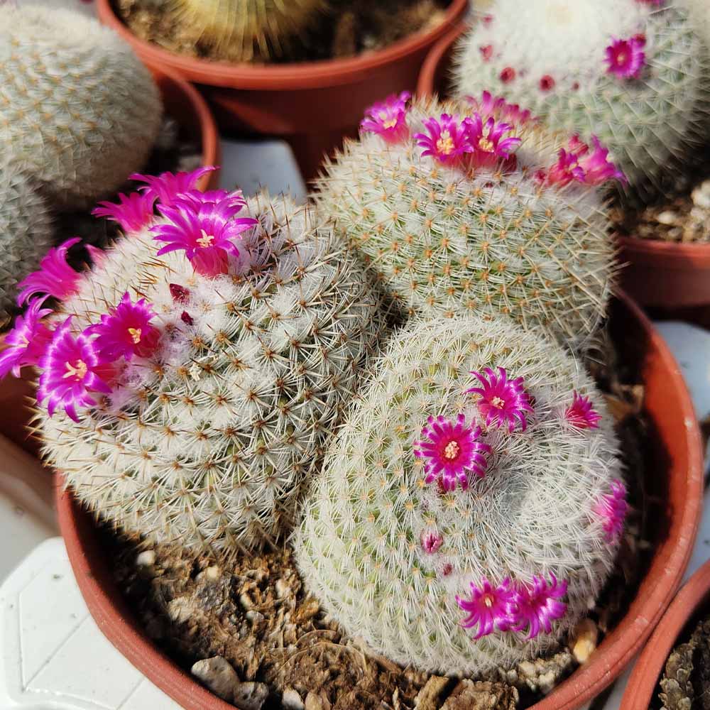 Mammillaria klissingiana