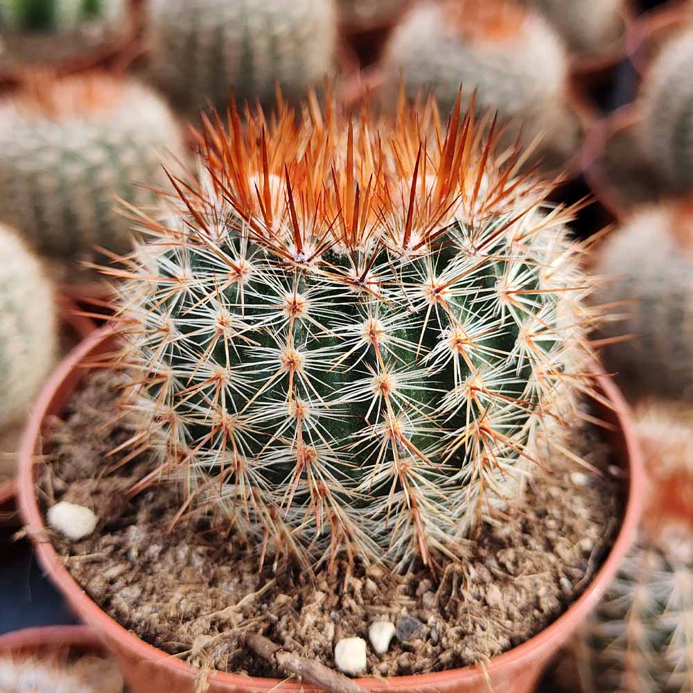 notocactus schloesseri