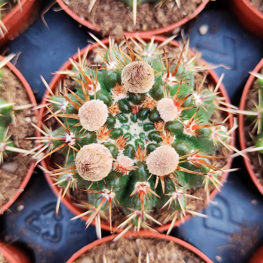 notocactus submammullosus