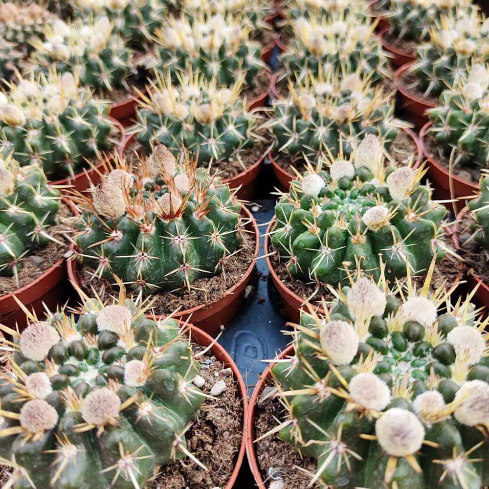 notocactus submammullosus