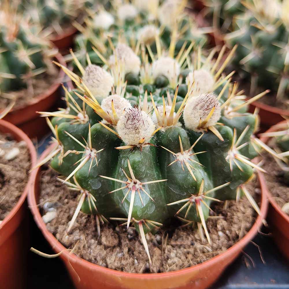 notocactus submammullosus