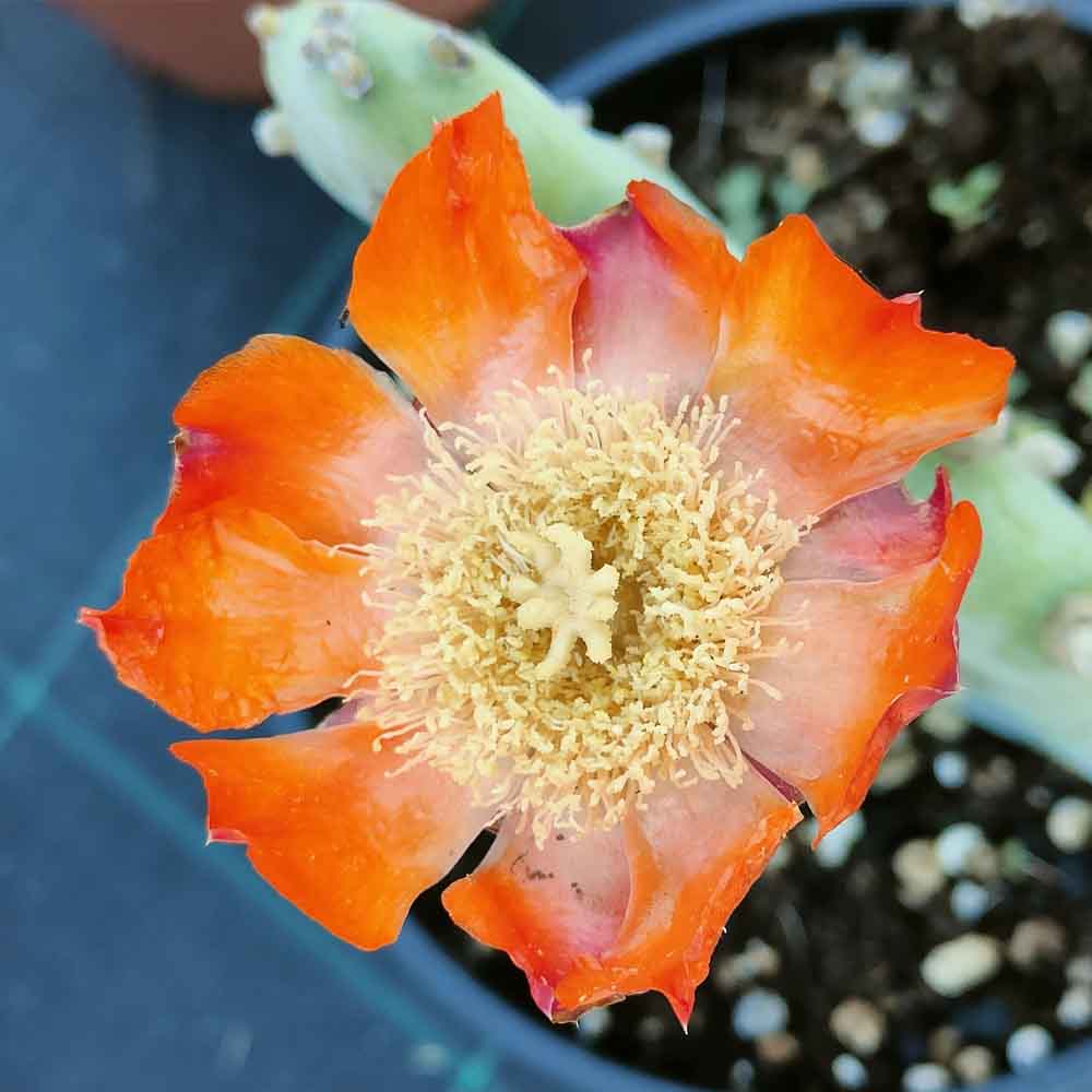 opuntia quimilo fiore