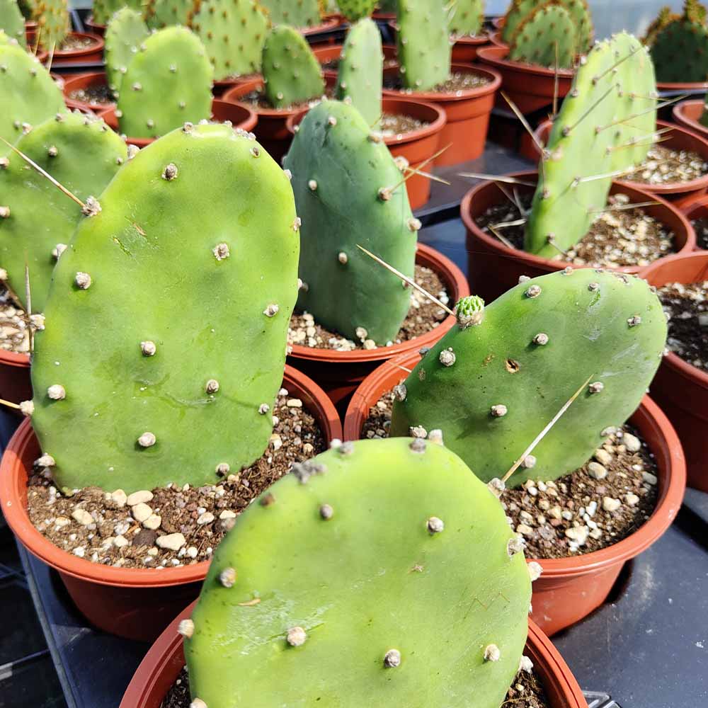 opuntia quimilo
