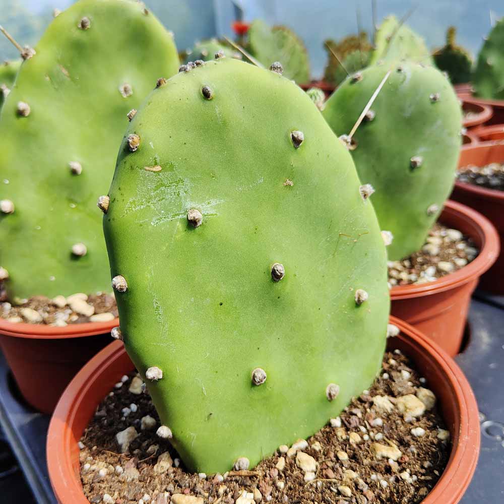 opuntia quimilo