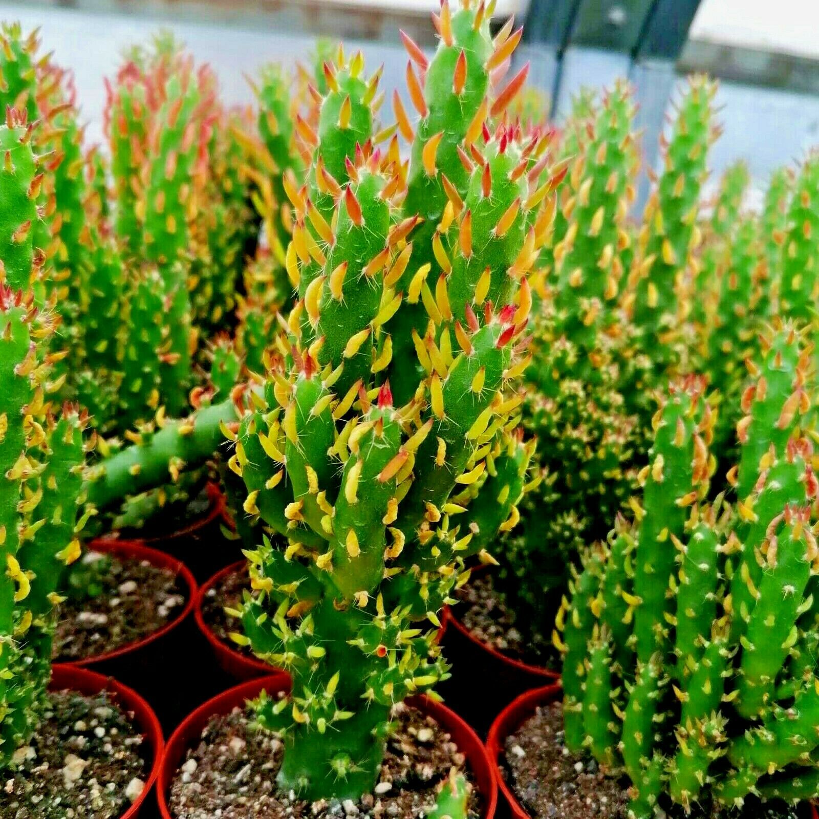 Opuntia subulata