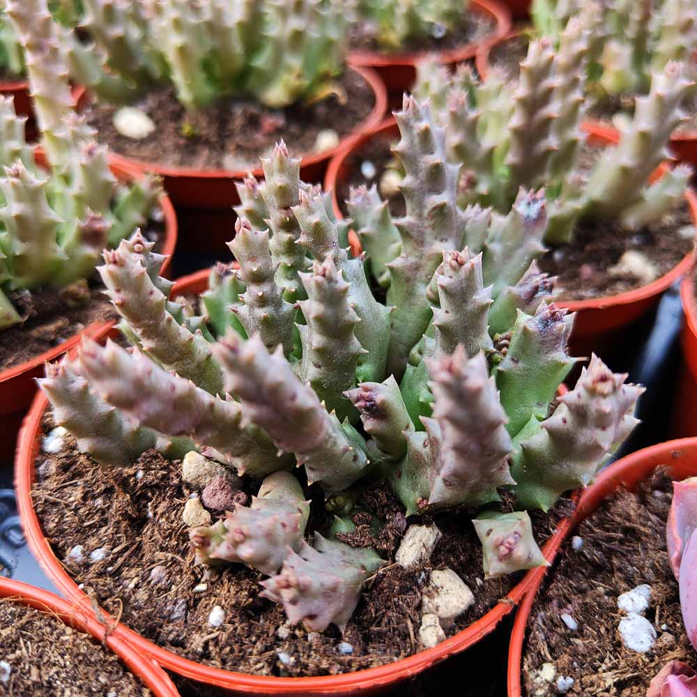 Orbea variegata (stapelia)