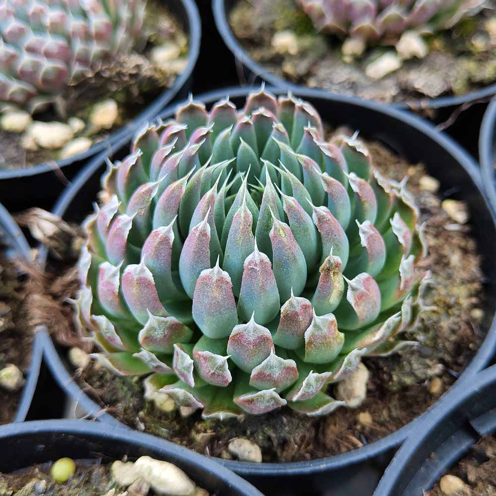 Orostachys Spinosa