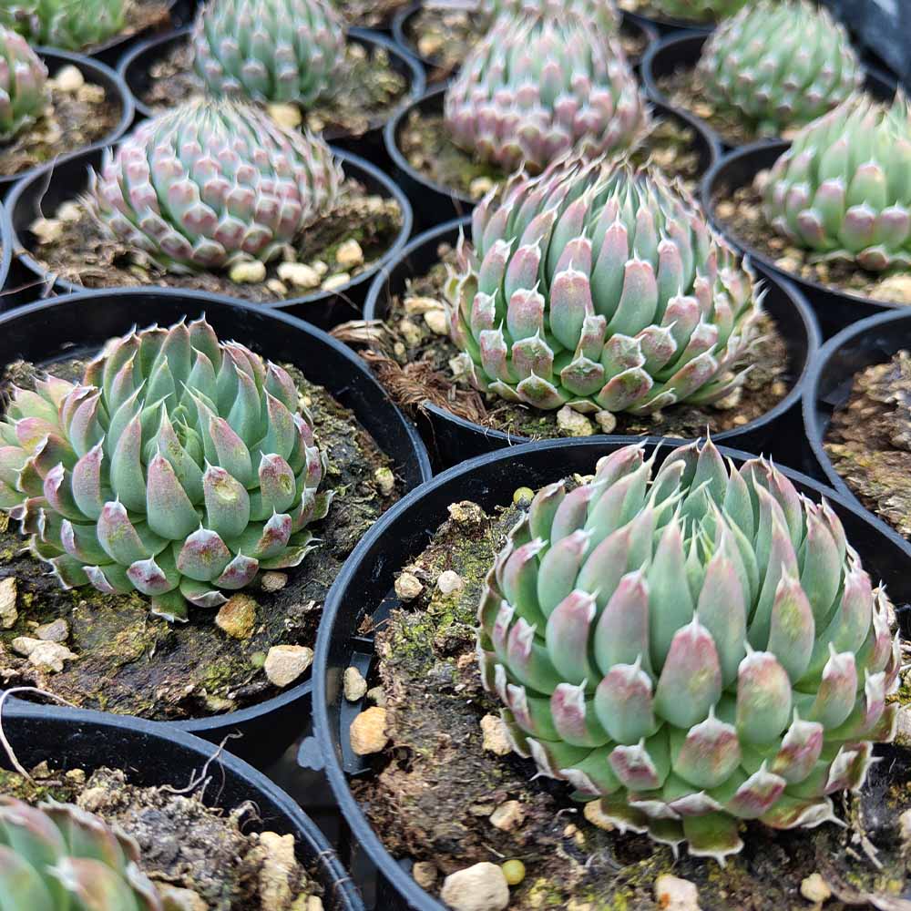 Orostachys Spinosa