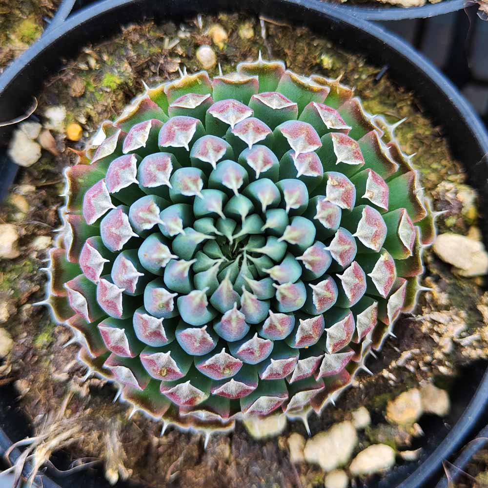 Orostachys Spinosa