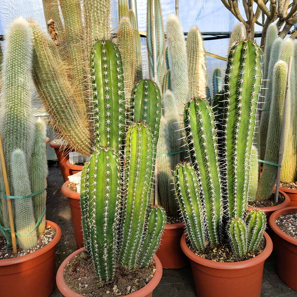 pachycereus pecten aboriginum