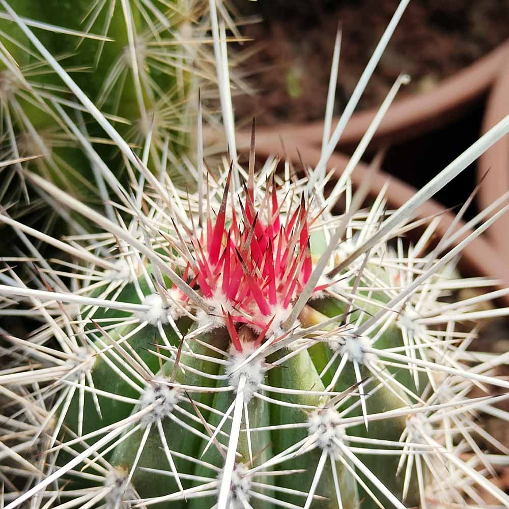 pachycereus pringlei