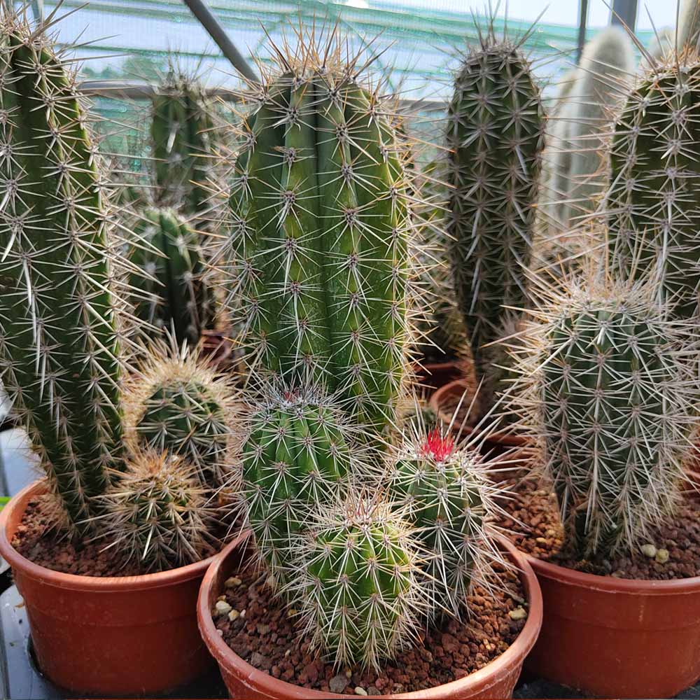 pachycereus pringlei