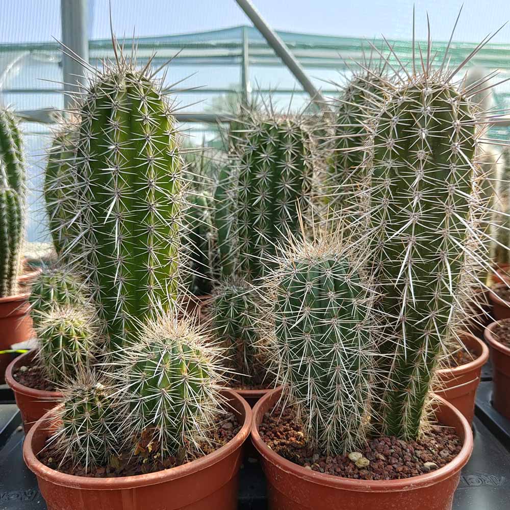 pachycereus pringlei