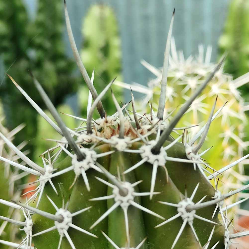 Pachycereus stellatus
