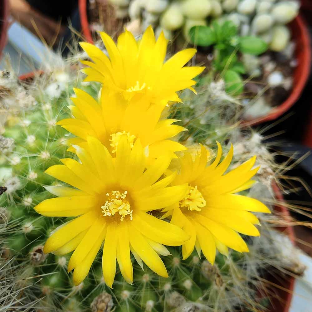 Parodia penicillata fiore
