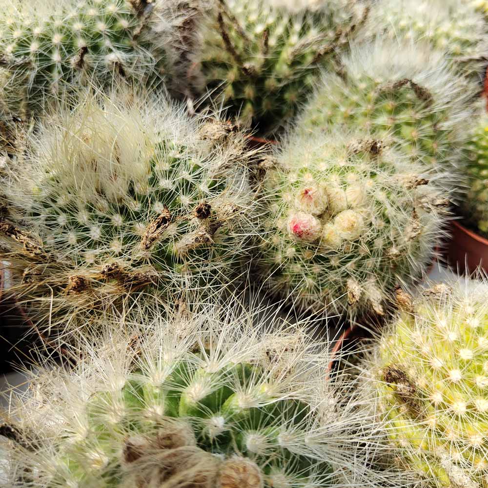 Parodia penicillata pianta