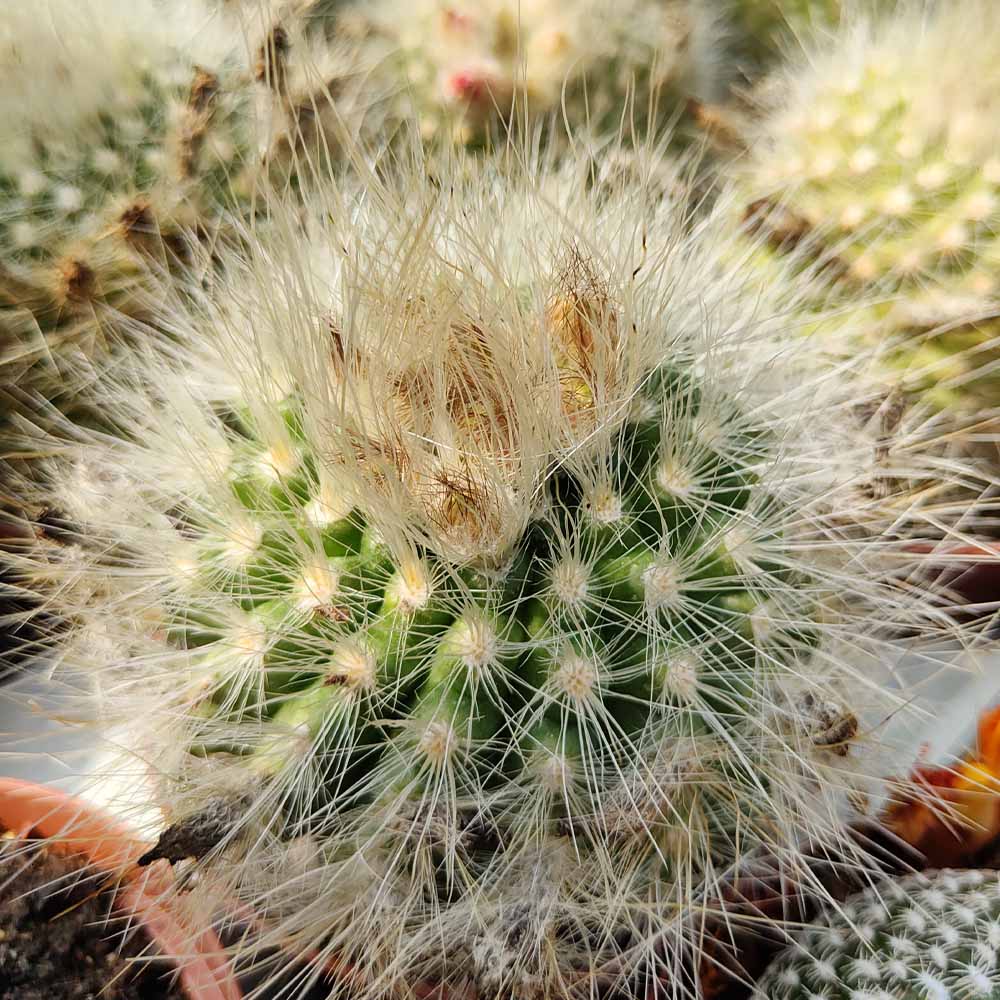 Parodia penicillata