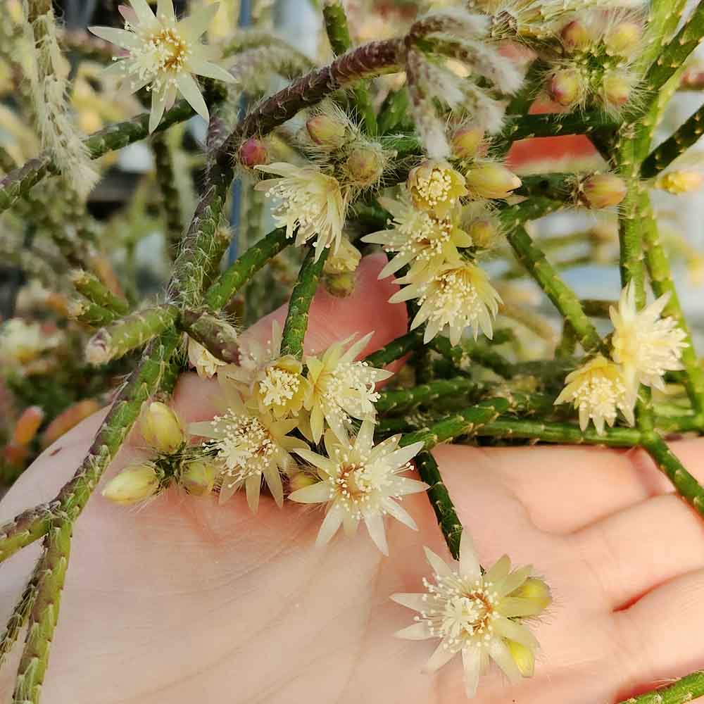 rhipsalis pilocarpa fiore